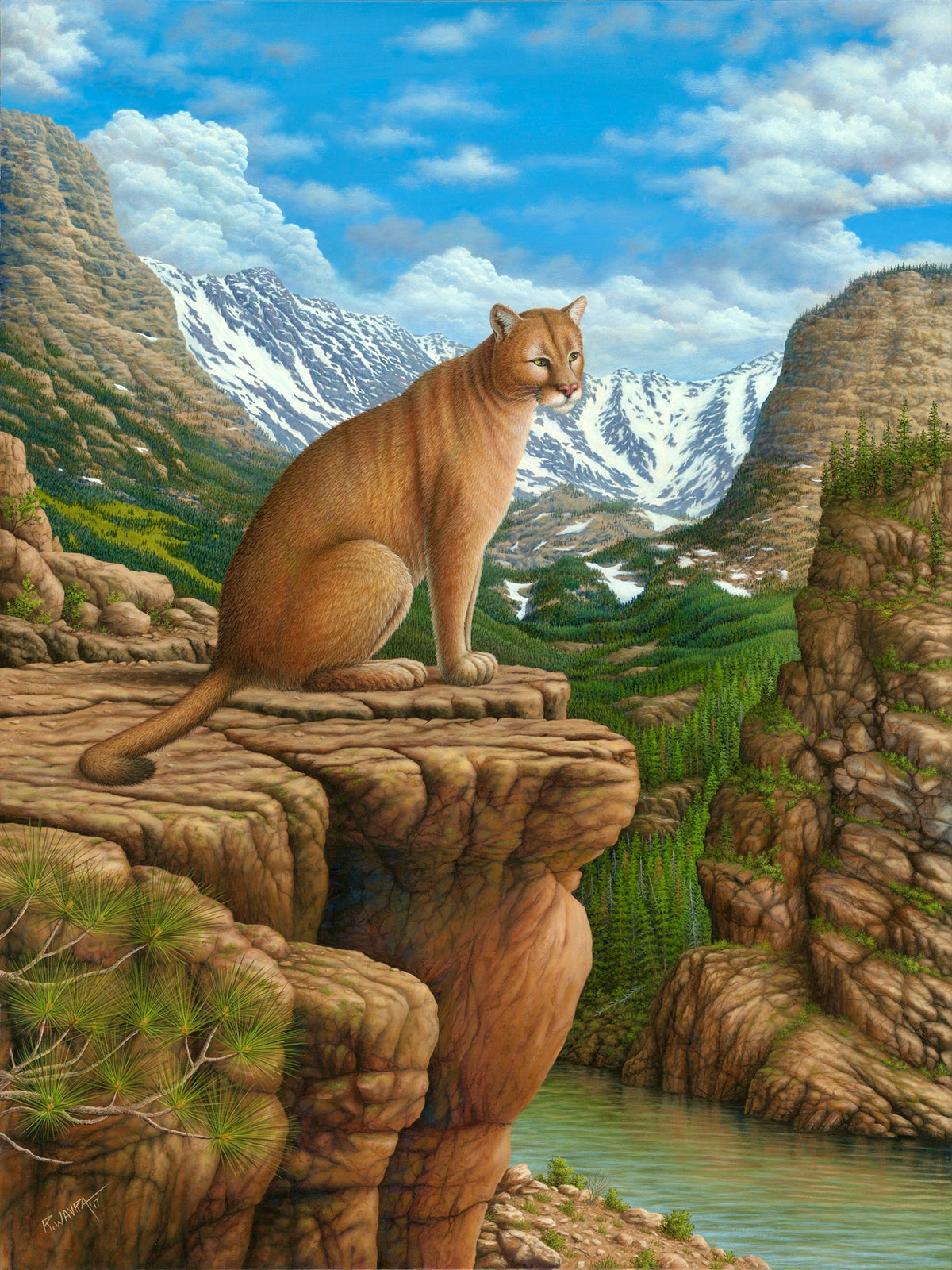 Cougar